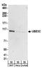 Ubiquitin-protein ligase E3C antibody, A304-122A, Bethyl Labs, Western Blot image 