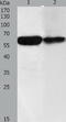 Dopachrome Tautomerase antibody, TA323828, Origene, Western Blot image 