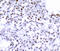 Structural Maintenance Of Chromosomes 1A antibody, MBS2526934, MyBioSource, Immunohistochemistry frozen image 