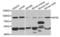 5'-Nucleotidase Ecto antibody, orb48479, Biorbyt, Western Blot image 
