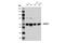 DNA Methyltransferase 1 Associated Protein 1 antibody, 19115S, Cell Signaling Technology, Western Blot image 
