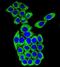 Mesoderm Development LRP Chaperone antibody, PA5-35060, Invitrogen Antibodies, Immunofluorescence image 