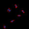 Adhesion G Protein-Coupled Receptor G3 antibody, LS-C359000, Lifespan Biosciences, Immunofluorescence image 