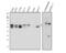 Nuclear Factor I C antibody, A04154-2, Boster Biological Technology, Western Blot image 
