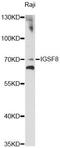 CD316 antibody, LS-C749302, Lifespan Biosciences, Western Blot image 