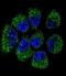 TNF Receptor Superfamily Member 11b antibody, LS-C162060, Lifespan Biosciences, Immunofluorescence image 
