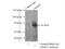 Dihydropyrimidinase Like 2 antibody, 14686-1-AP, Proteintech Group, Immunoprecipitation image 