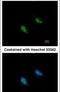 Replication Factor C Subunit 3 antibody, PA5-27942, Invitrogen Antibodies, Immunofluorescence image 
