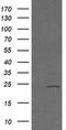 Ras-related protein Rab-21 antibody, MA5-26200, Invitrogen Antibodies, Western Blot image 