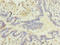 Ring Finger Protein 24 antibody, A60650-100, Epigentek, Immunohistochemistry paraffin image 