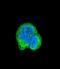 Aspartoacylase antibody, LS-C156546, Lifespan Biosciences, Immunofluorescence image 