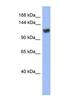 Zinc Finger Protein 423 antibody, NBP1-80329, Novus Biologicals, Western Blot image 