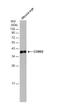 Cone-Rod Homeobox antibody, NBP2-15964, Novus Biologicals, Western Blot image 