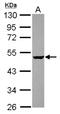 GA Binding Protein Transcription Factor Subunit Beta 1 antibody, NBP2-16571, Novus Biologicals, Western Blot image 