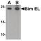 BCL2 Like 11 antibody, PA5-34572, Invitrogen Antibodies, Western Blot image 