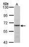 Methyltransferase Like 3 antibody, PA5-28178, Invitrogen Antibodies, Western Blot image 