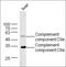 Complement C9 antibody, orb156181, Biorbyt, Western Blot image 