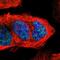 Cyclin B3 antibody, PA5-51391, Invitrogen Antibodies, Immunofluorescence image 