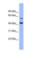 Glucose-Fructose Oxidoreductase Domain Containing 1 antibody, orb326184, Biorbyt, Western Blot image 