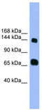 Pleckstrin Homology And RhoGEF Domain Containing G2 antibody, TA342682, Origene, Western Blot image 