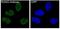 RUNX Family Transcription Factor 2 antibody, M00442, Boster Biological Technology, Western Blot image 