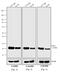 Mouse IgG antibody, 31457, Invitrogen Antibodies, Western Blot image 