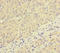 Peroxisomal Biogenesis Factor 16 antibody, LS-C676248, Lifespan Biosciences, Immunohistochemistry paraffin image 