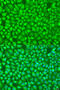 G Elongation Factor Mitochondrial 1 antibody, 19-530, ProSci, Immunofluorescence image 