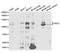 Period Circadian Regulator 3 antibody, TA332694, Origene, Western Blot image 
