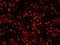 5'-3' Exoribonuclease 2 antibody, IHC-00223, Bethyl Labs, Immunofluorescence image 