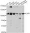 Leucine Rich Repeat Containing G Protein-Coupled Receptor 5 antibody, abx126094, Abbexa, Western Blot image 