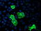 Cytochrome P450 Family 2 Subfamily J Member 2 antibody, M03128-1, Boster Biological Technology, Immunofluorescence image 