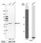 ICER antibody, NBP1-81760, Novus Biologicals, Western Blot image 