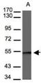 BAF57 antibody, NBP1-31100, Novus Biologicals, Western Blot image 