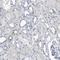 Zinc Finger Protein 772 antibody, HPA031312, Atlas Antibodies, Immunohistochemistry paraffin image 