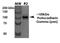 Protocadherin Gamma Subfamily A, 1 antibody, orb150748, Biorbyt, Western Blot image 