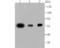 Polypyrimidine Tract Binding Protein 1 antibody, NBP2-75634, Novus Biologicals, Western Blot image 