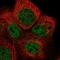 Radial Spoke Head Component 4A antibody, NBP1-90572, Novus Biologicals, Immunocytochemistry image 