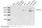 Disks large homolog 3 antibody, LS-B13692, Lifespan Biosciences, Western Blot image 