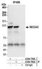 SEC24 Homolog C, COPII Coat Complex Component antibody, A304-760A, Bethyl Labs, Immunoprecipitation image 