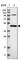 Peptidoglycan Recognition Protein 3 antibody, HPA030369, Atlas Antibodies, Western Blot image 