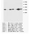 Sca1 antibody, AP23393PU-N, Origene, Western Blot image 