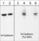 Cadherin 2 antibody, CM1701, ECM Biosciences, Western Blot image 