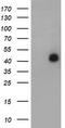 LIM Homeobox 1 antibody, TA504534S, Origene, Western Blot image 
