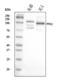 Protein Tyrosine Phosphatase Non-Receptor Type 12 antibody, A02762-1, Boster Biological Technology, Western Blot image 