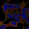 Leucine Rich Repeat Containing 24 antibody, NBP2-58762, Novus Biologicals, Immunofluorescence image 
