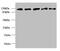 MORC Family CW-Type Zinc Finger 2 antibody, CSB-PA896555LA01HU, Cusabio, Western Blot image 