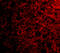 OP18 antibody, 4237, ProSci Inc, Immunofluorescence image 