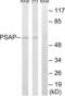 Sulfated glycoprotein 1 antibody, LS-B13438, Lifespan Biosciences, Western Blot image 