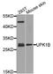 Uroplakin-1b antibody, orb373982, Biorbyt, Western Blot image 